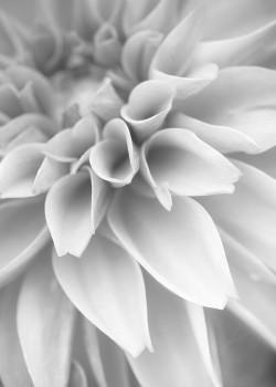 Άσπρο λουλούδι