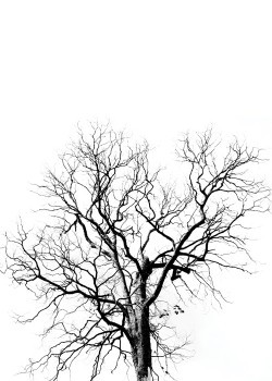 Ξερό δέντρο σε λευκό φόντο