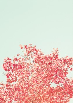 Δέντρο με ροζ φύλλα