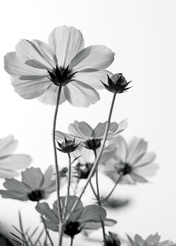 Ασπρόμαυρο λουλούδι