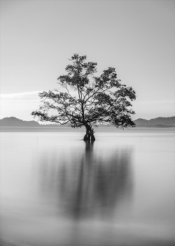 Δέντρο στο κέντρο της λίμνης