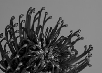 Pincushion in black & white