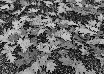 Φύλλα βελανιδιάς το φθινόπωρο