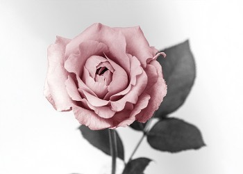 Ροζ Τριαντάφυλλο