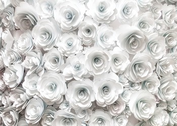 Λευκά τριαντάφυλλα