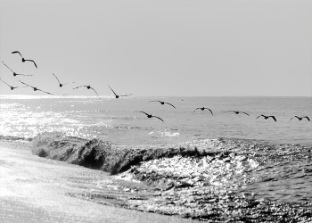 Γλάροι που πετούν πάνω από τα κύματα