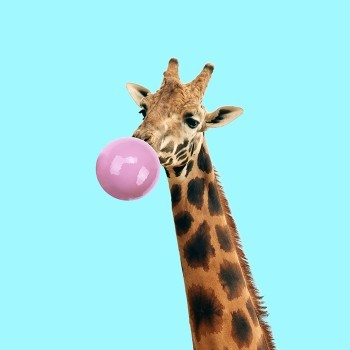 Giraffe with a gum