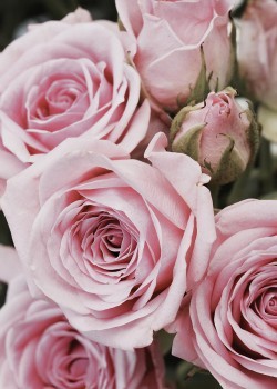 Ανθοδέσμη από Ροζ Τριαντάφυλλα