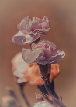 Vintage λουλούδια