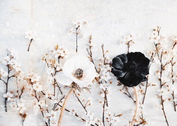 Μαύρο και άσπρο λουλούδι