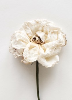 Λευκό μαραμένο τριαντάφυλλο
