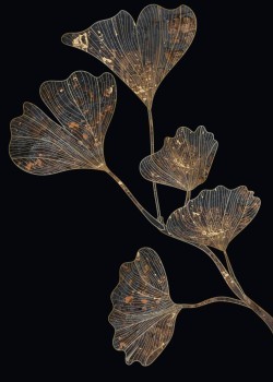 Silver Gingko biloba leaves