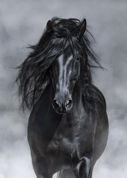 Μαύρο άλογο που καλπάζει