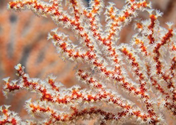 Θαλάσσιο κοράλλι