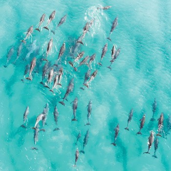 Δελφίνια στο γαλάζιο ωκεανό