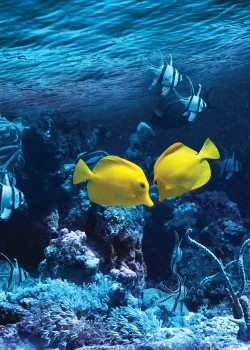 Κίτρινα τροπικά ψάρια