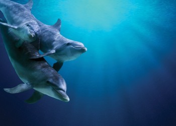 Οικογένεια δελφινιών