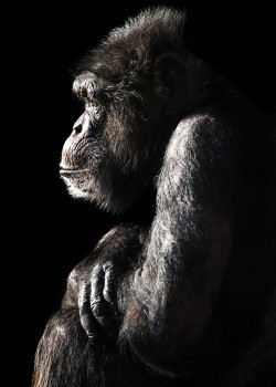 Αρσενικός χιμπατζής