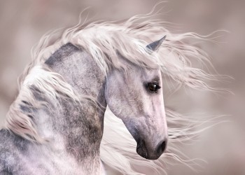 Άλογο με άσπρη χαίτη