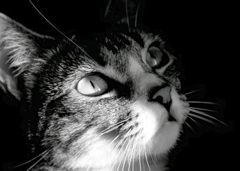 Γάτα με γουρλωμένα μάτια