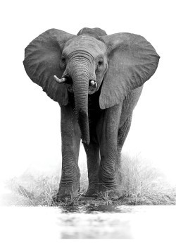 Μικρός γκρι ελέφαντας