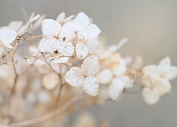 Λευκά άνθη ορτανσίας