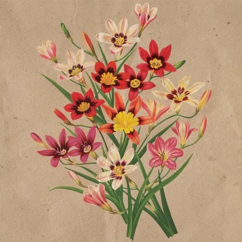Bouquet of Flowers