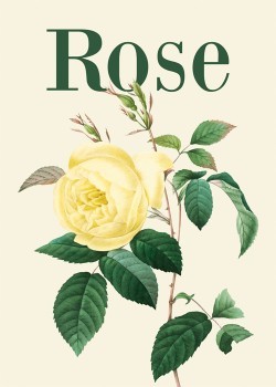 Yellow Rose