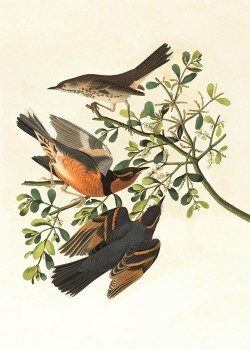 Birds on a Branch