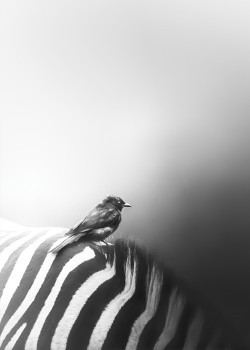 Bird On Zebra