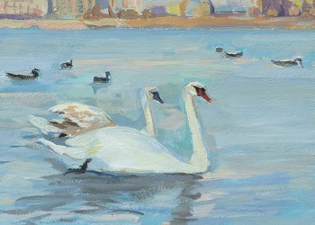 Swans in Lake