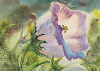 Blooming Flower