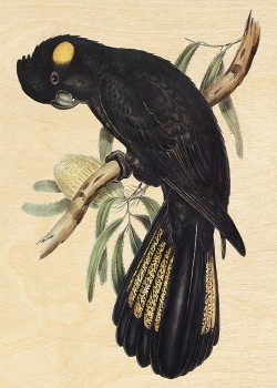 Black Parrot