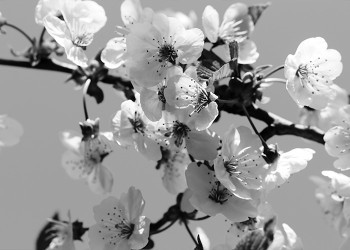 Almond Blossoms