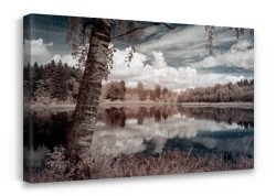 Δέντρα σε μουντό τοπίο