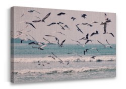 Γλάροι στην θάλασσα