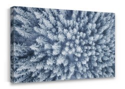 Χιονισμένα πεύκα