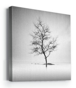 Ξερό δέντρο