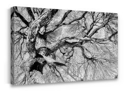 Ξερό δέντρο