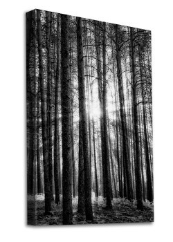 Δάσος με ψηλά δέντρα