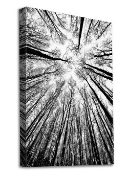 Ψηλά δέντρα