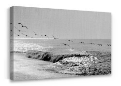 Γλάροι στη θάλασσα