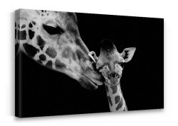 Μαμά και μωρό καμηλοπάρδαλη