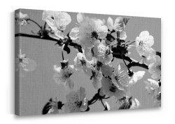 Δέντρο με λευκά άνθη