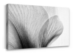 Κοντινή λήψη φύλλων λουλουδιού