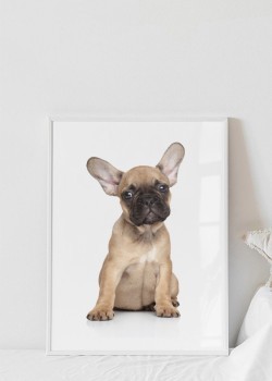 French bulldog