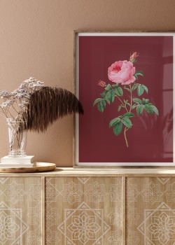 Ροζ τριαντάφυλλο σε μπορντό φόντο