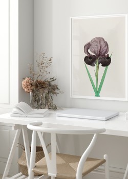 Ροζ λουλούδι σε άσπρο φόντο