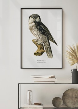 Βόρεια Γερακόγλαυκα