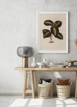 Φυτό με πλατύ φύλλο